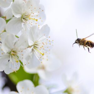 Abeille butinant une fleur blanche