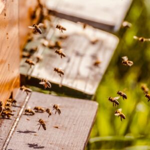 Abeilles à l'entrée d'une ruche