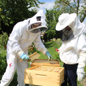 Inspection d'un cadre de hausse au rucher Mielibelle