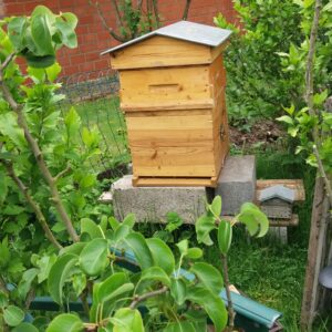 Ruche Mielibelle installée dans un jardin au printemps